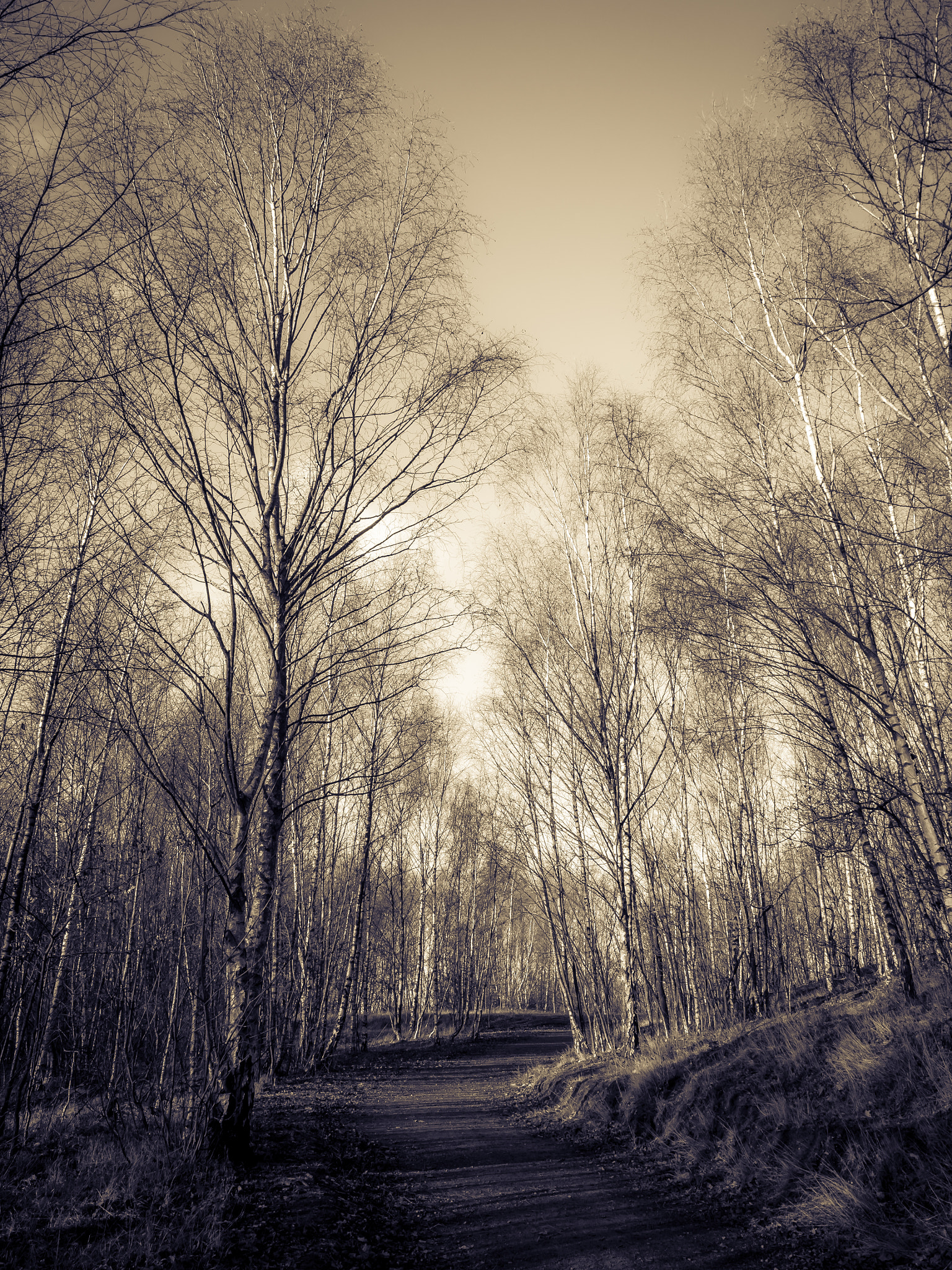 Olympus OM-D E-M10 II sample photo. Winter birch wood photography