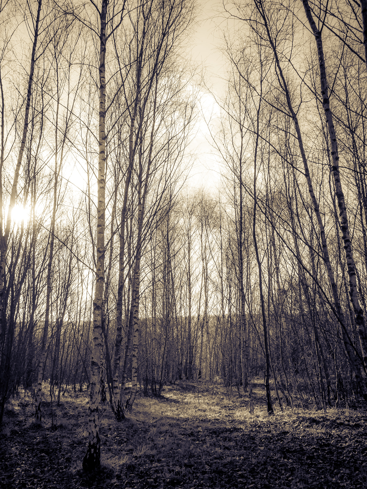 Olympus OM-D E-M10 II sample photo. Winter birch wood photography