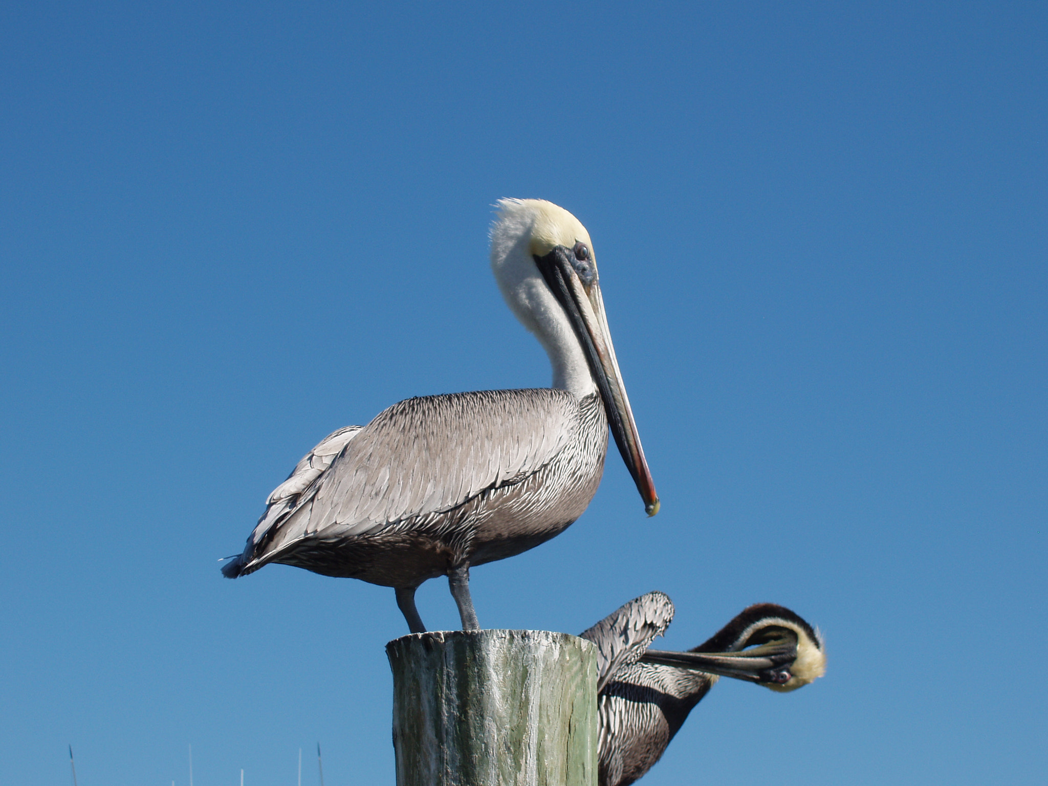 Olympus X-3,C-60Z sample photo. Key west photography