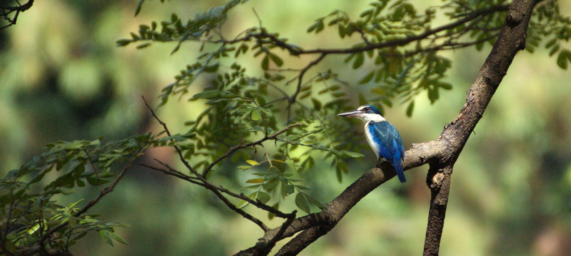 Nikon D2Hs sample photo. King fisher photography
