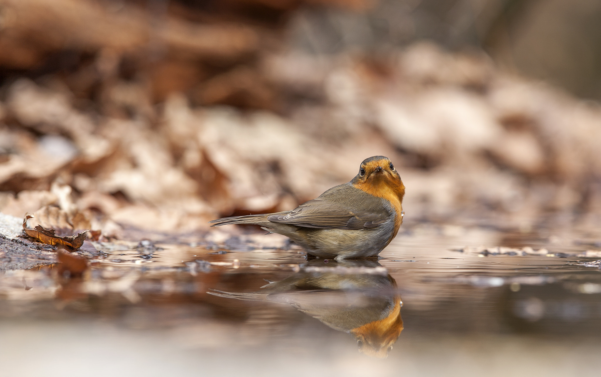 Canon EF 300mm F2.8L IS USM sample photo. Robin gaat in bad photography