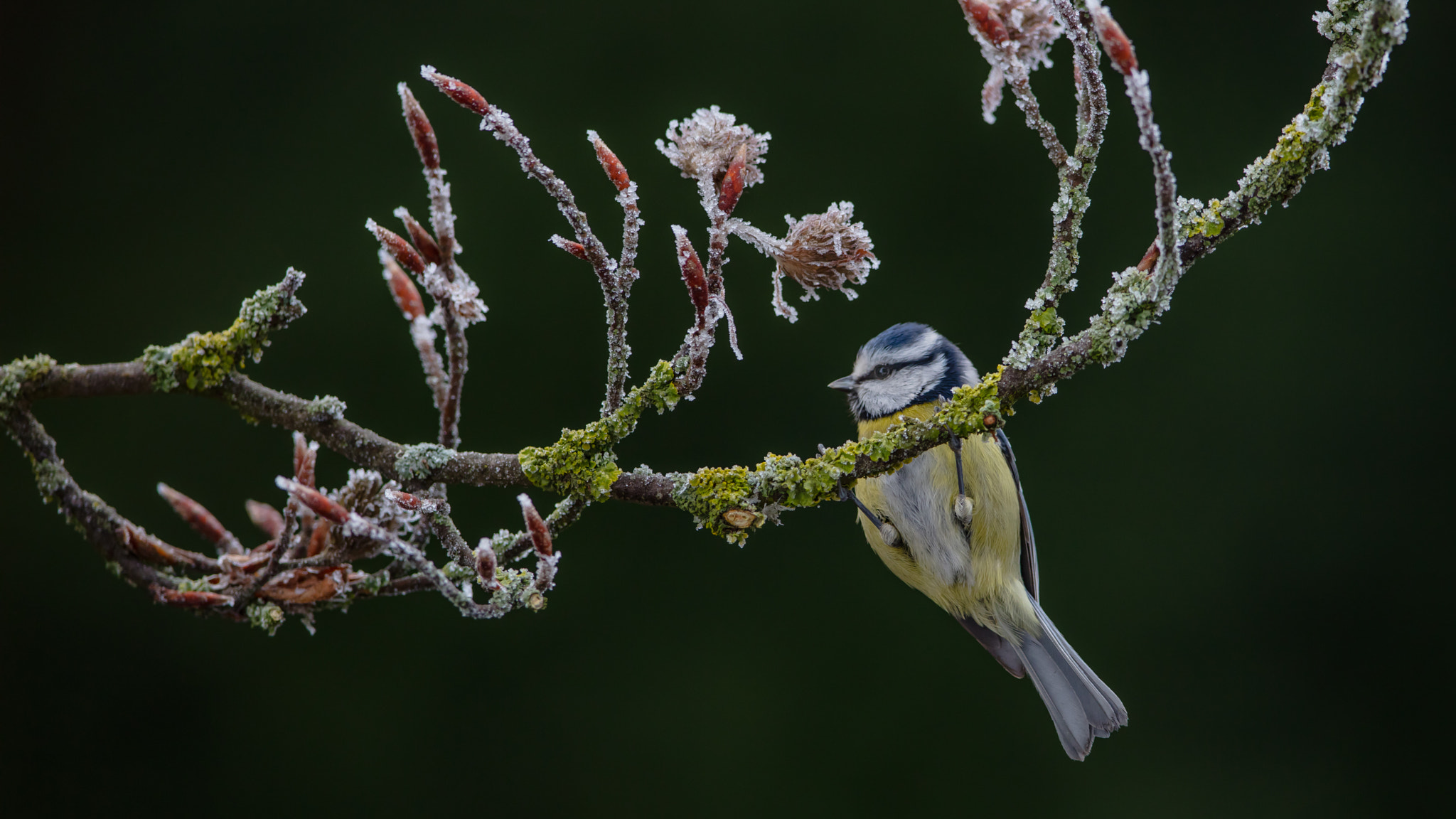 Canon EF 400mm F2.8L IS II USM sample photo. Frosty morning! photography
