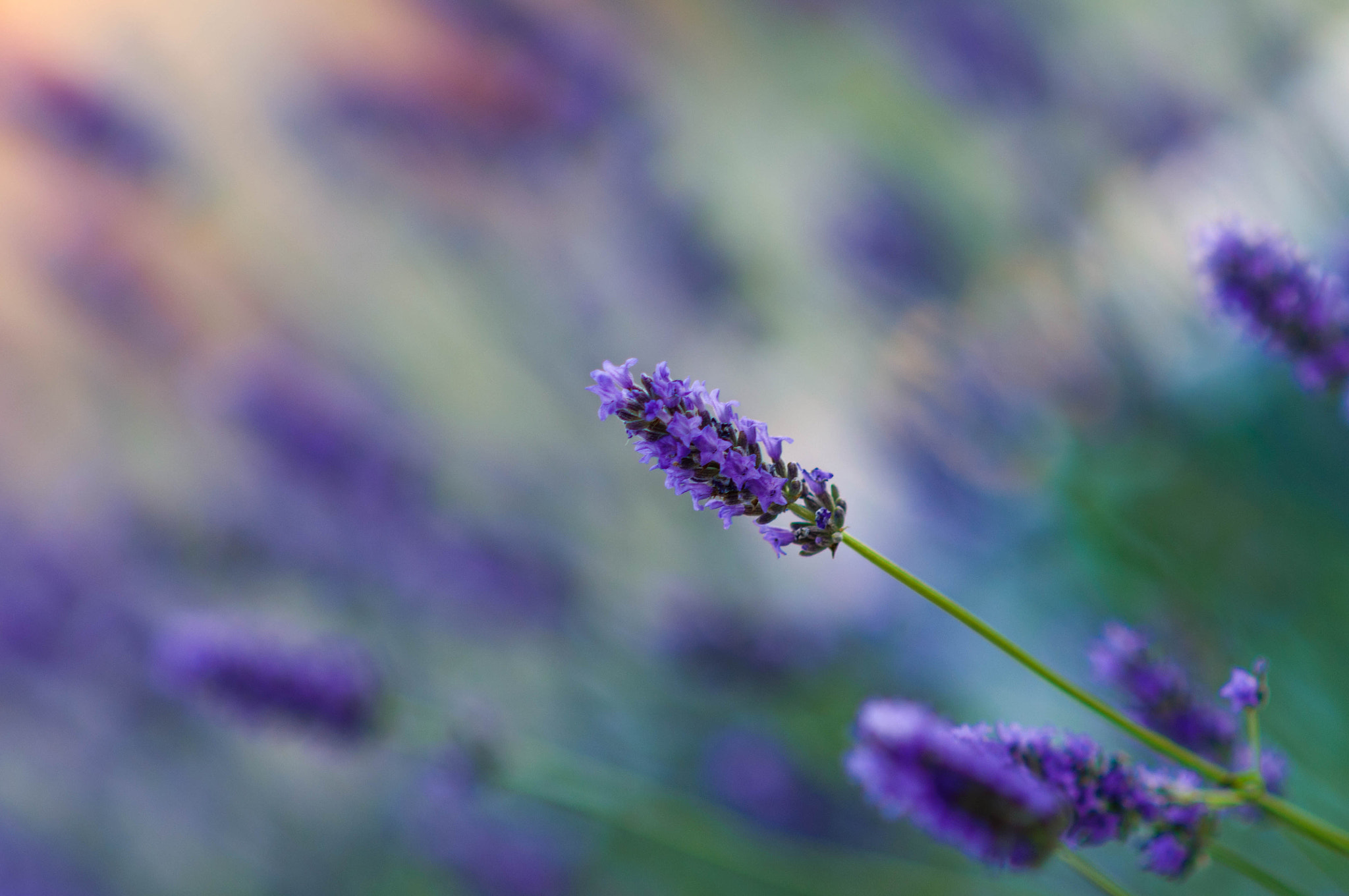 AF DC-Nikkor 135mm f/2D sample photo. ........... photography