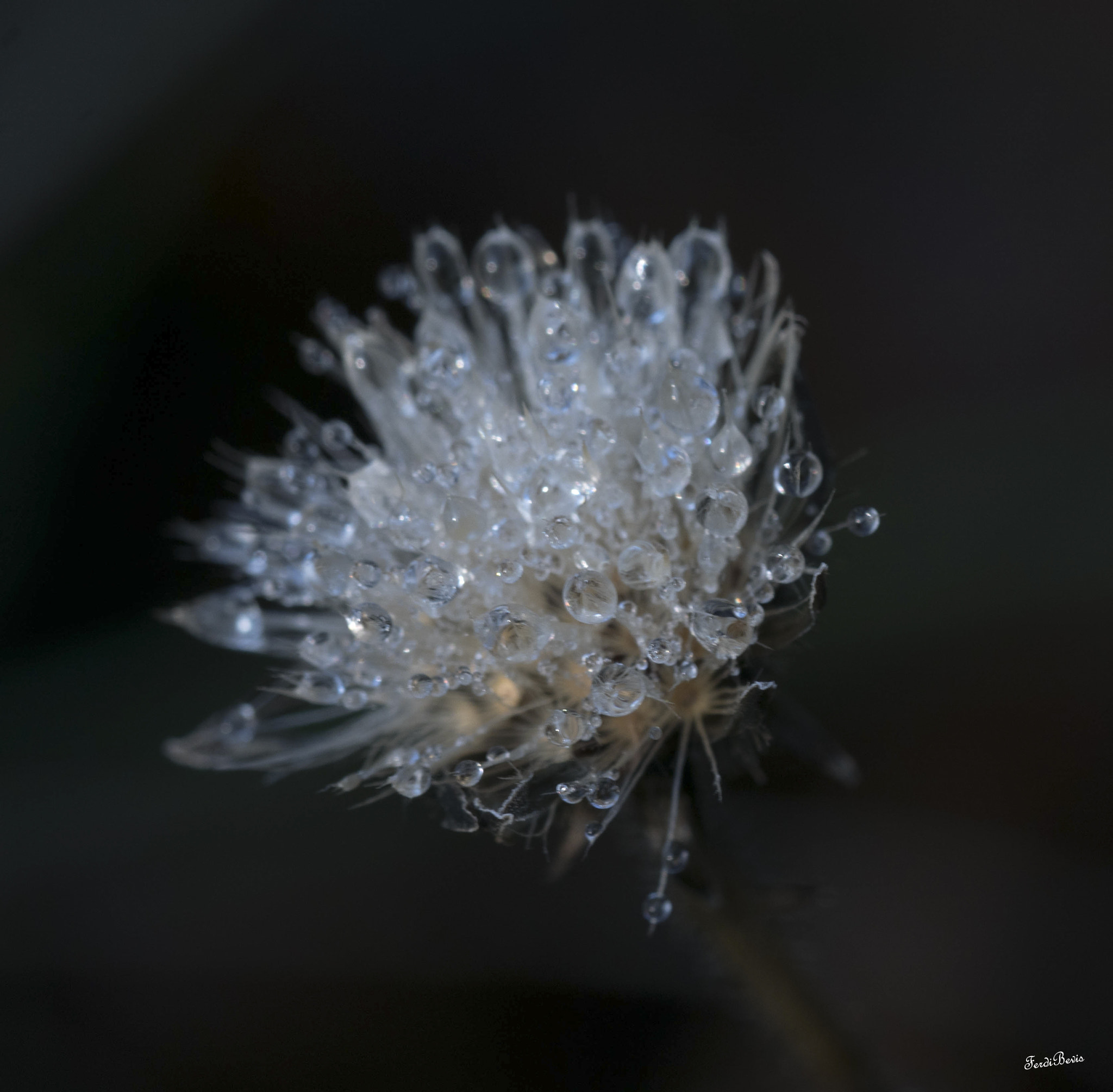 Sony ILCA-77M2 + 90mm F2.8 Macro SSM sample photo. Fleur de rosée photography