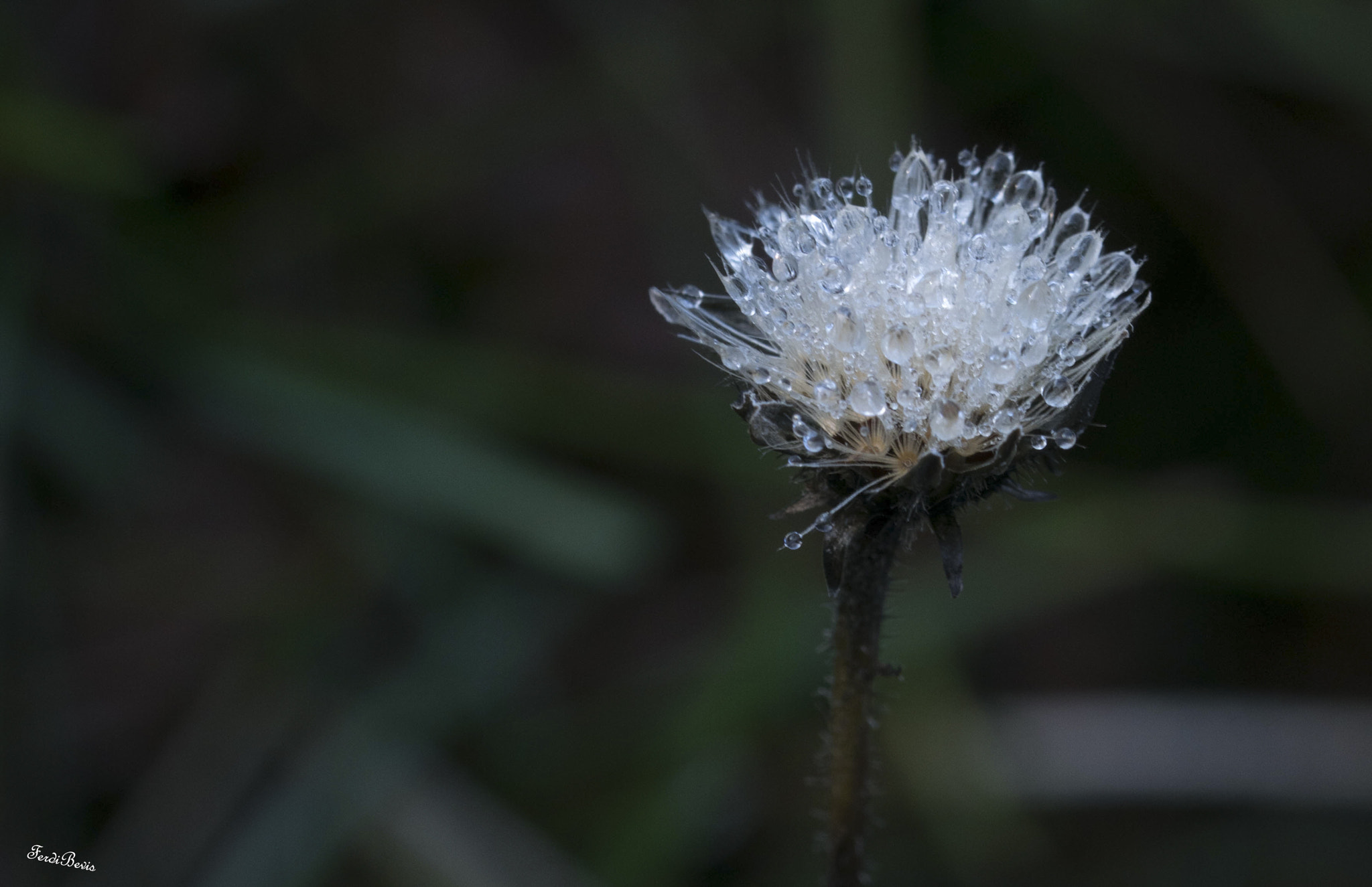 Sony ILCA-77M2 + 90mm F2.8 Macro SSM sample photo. Fleur de rosée photography