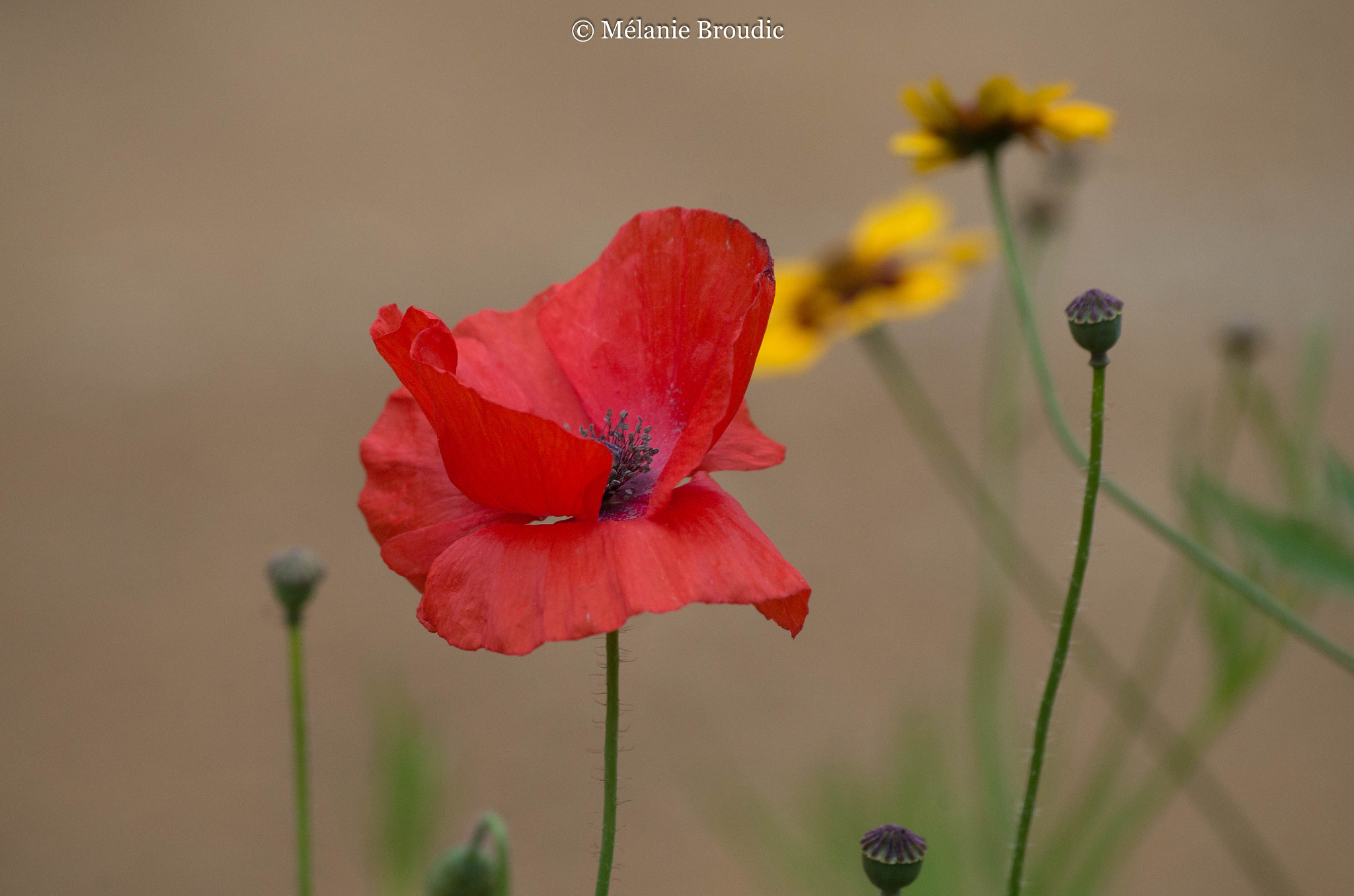 Pentax K-50 sample photo. La dernière fleur avant l'hivers photography