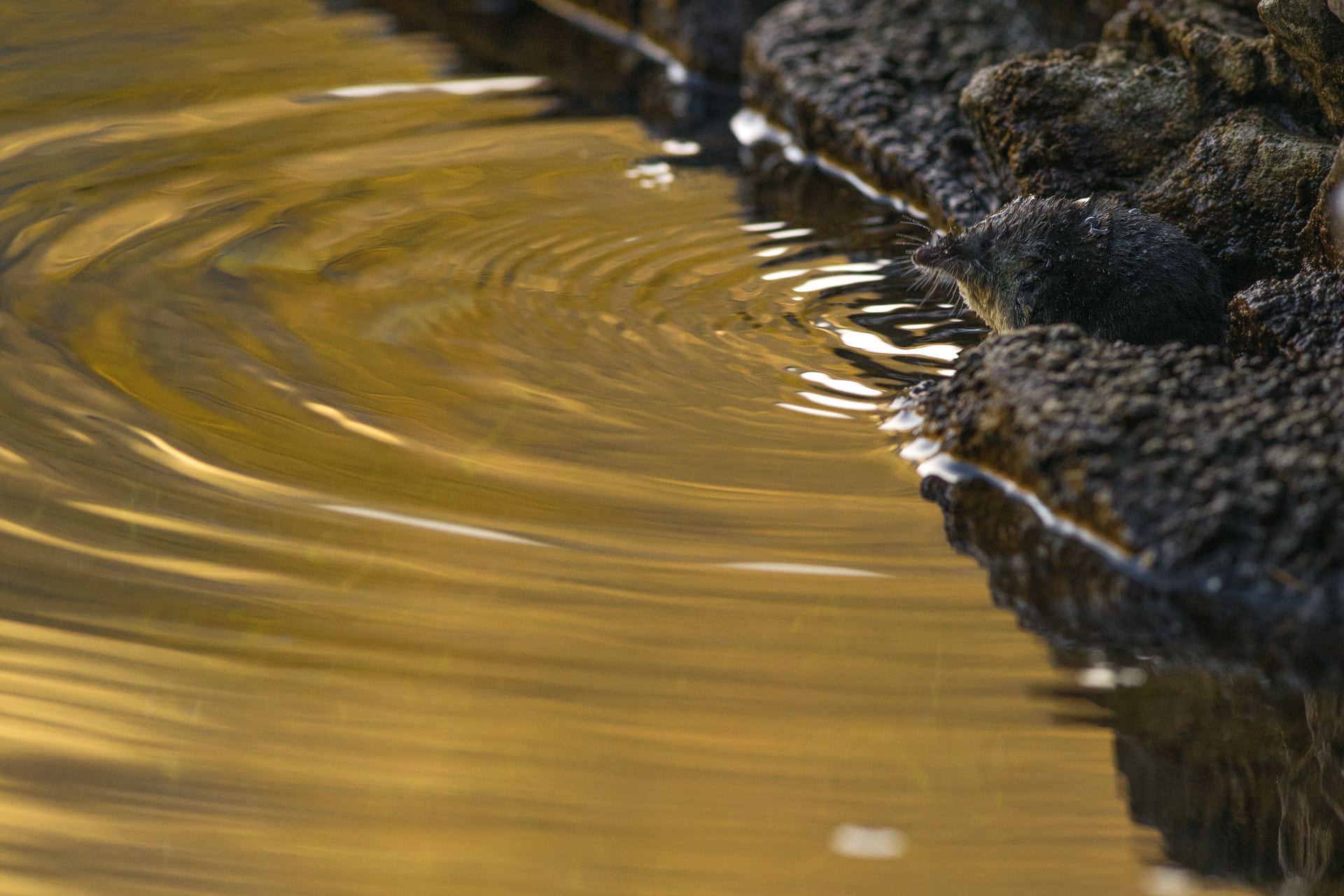 Sony a7R + Minolta AF 28-85mm F3.5-4.5 New sample photo. Water shrew photography