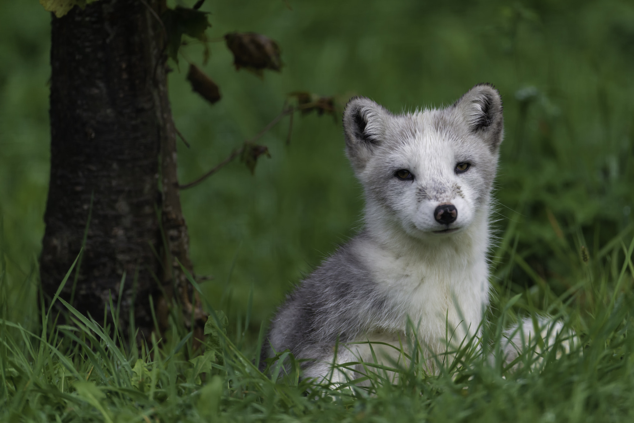 Nikon D800 + Nikon AF-S Nikkor 600mm F4G ED VR sample photo. Arctic pup... photography