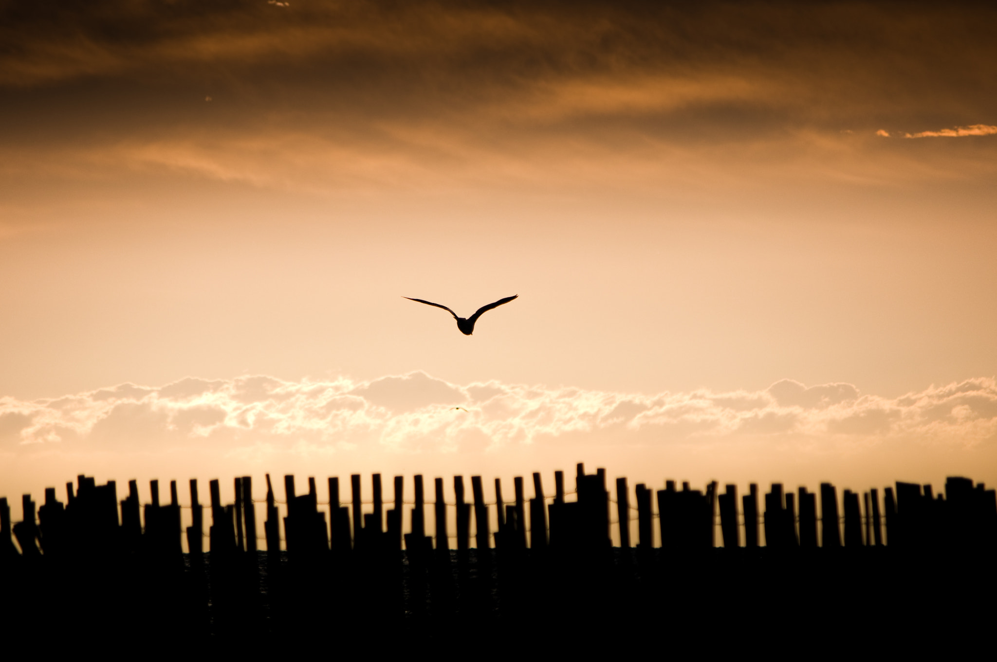 Pentax smc DA 50-200mm F4-5.6 ED sample photo. Bird fly photography
