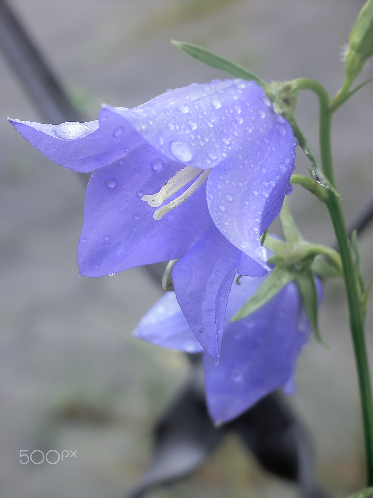 Ricoh Caplio R30 sample photo. Hope photography