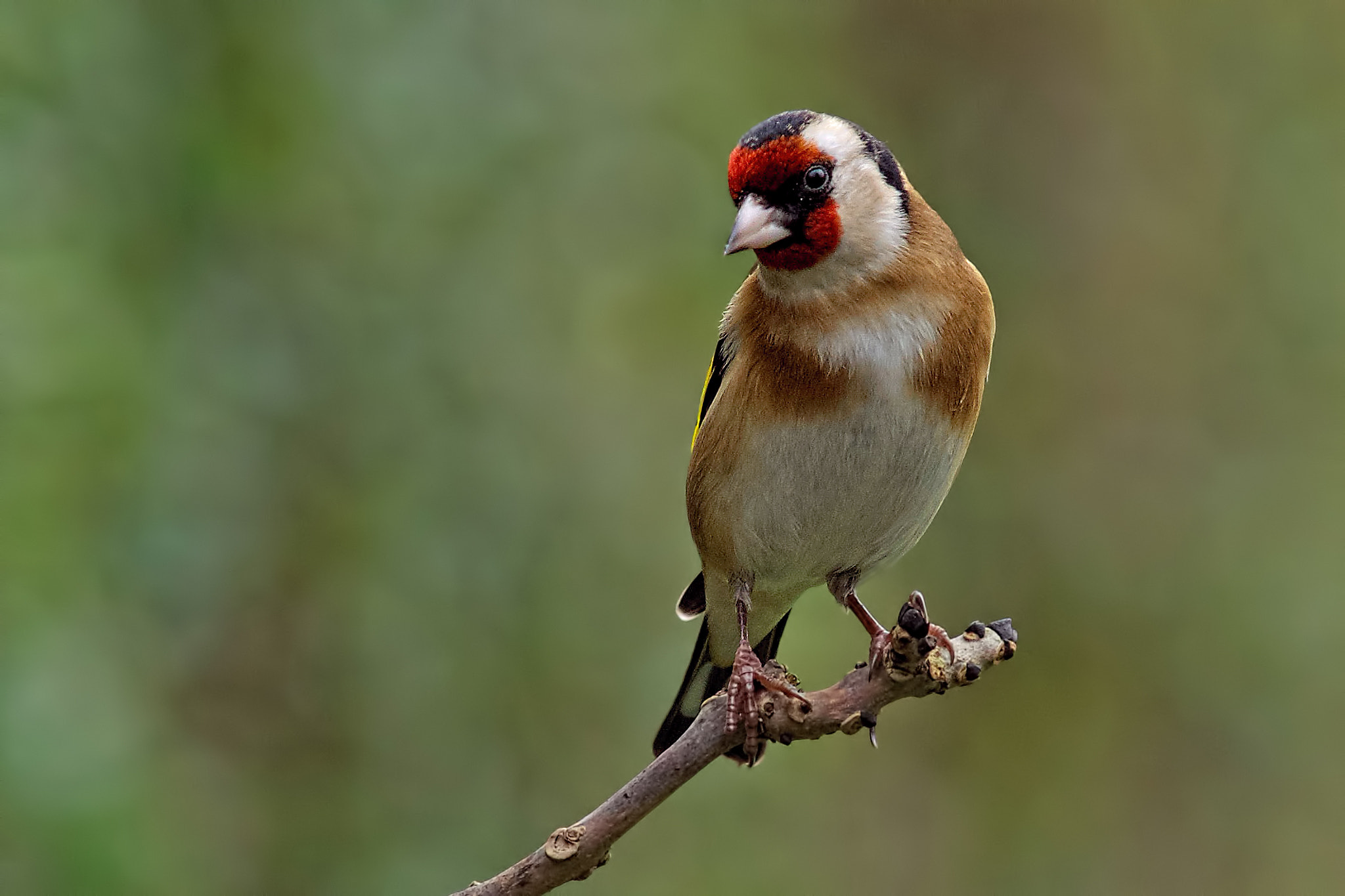 Sony a99 II + Minolta AF 300mm F2.8 HS-APO G sample photo. Goldfinch photography