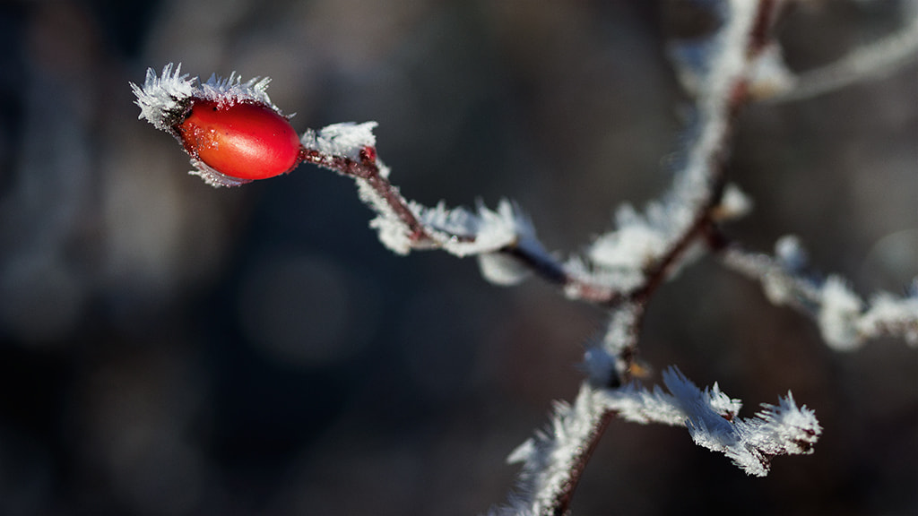 Canon EOS 600D (Rebel EOS T3i / EOS Kiss X5) + Canon EF 100mm F2.8 Macro USM sample photo. Rose hip photography
