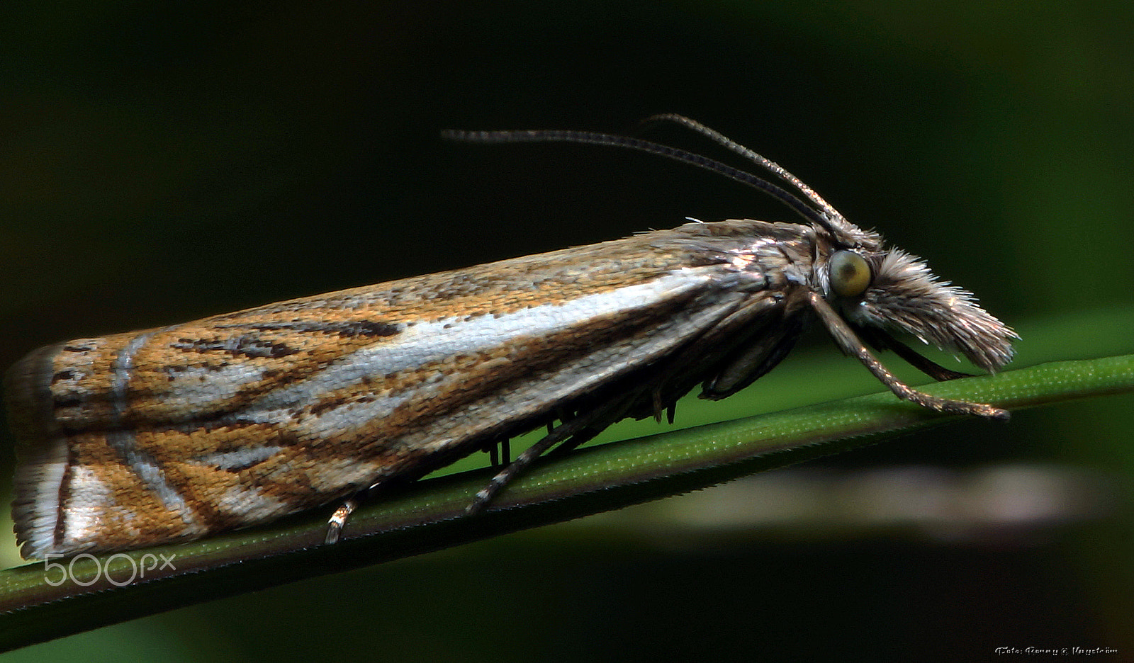 Sony a99 II + 90mm F2.8 Macro SSM sample photo. Crambus lathoniellus photography