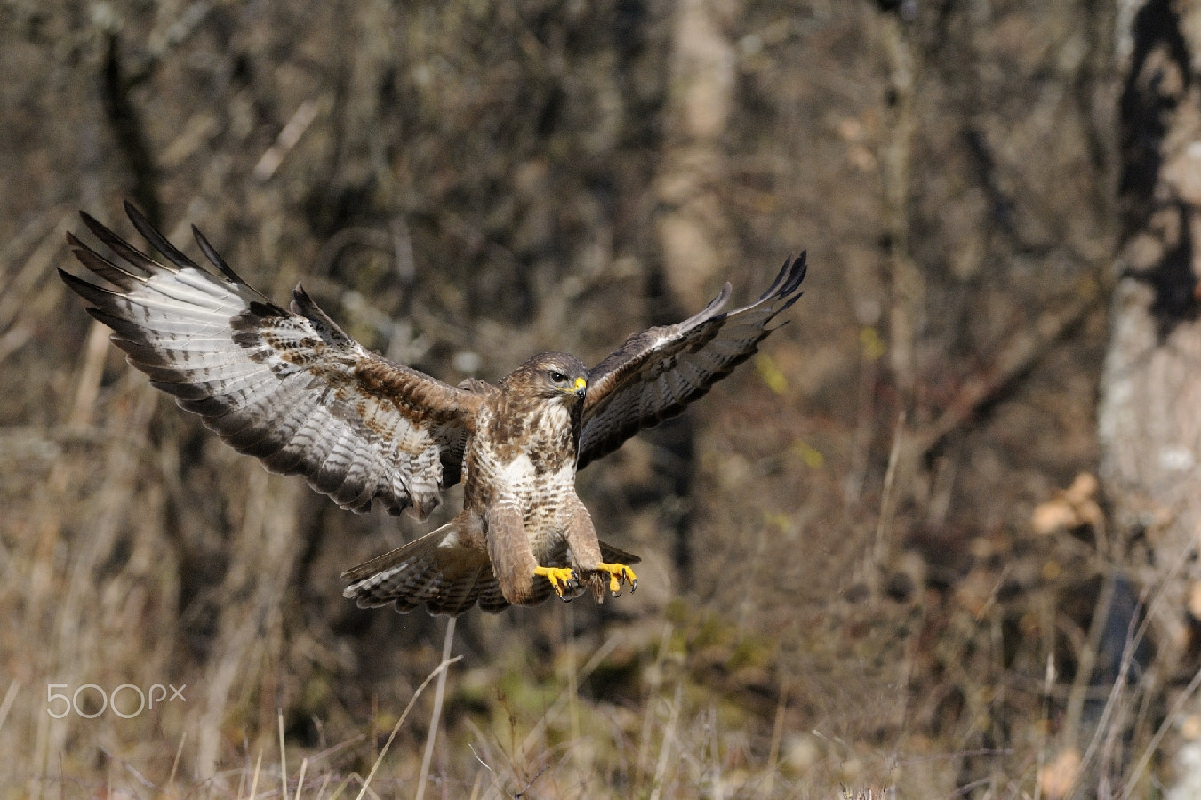 Nikon AF-S Nikkor 200-400mm F4G ED-IF VR sample photo. Air.....buse!!! photography