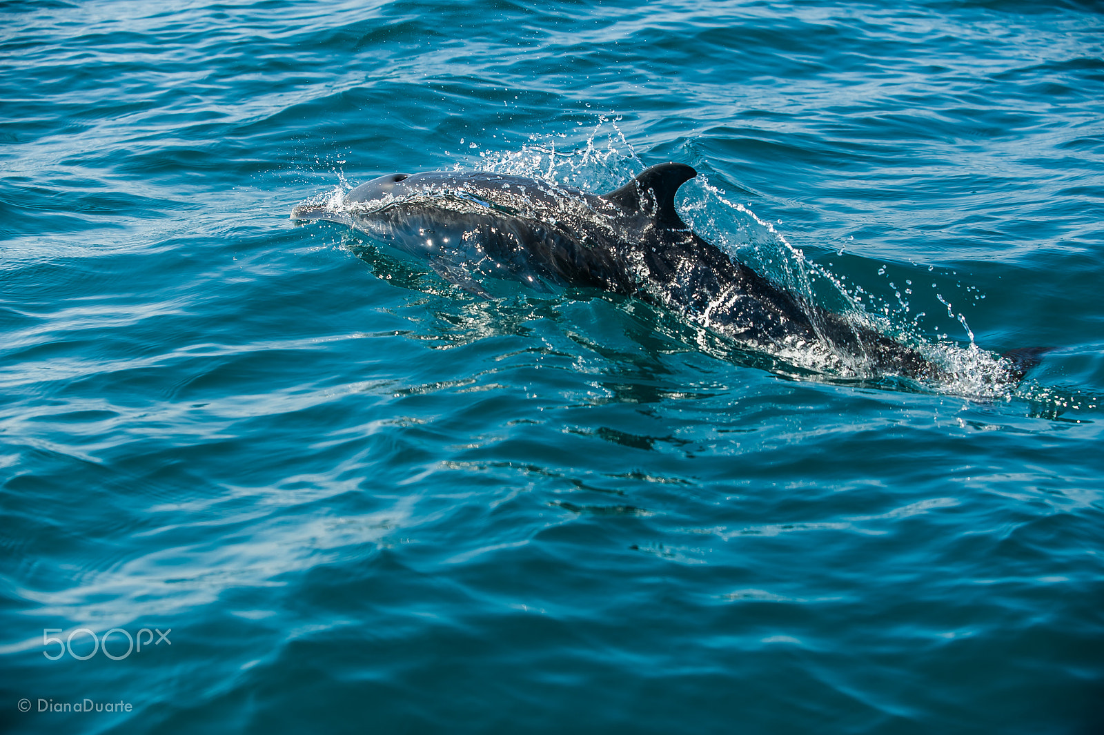 AF-S Zoom-Nikkor 80-200mm f/2.8D IF-ED sample photo. Costarica photography