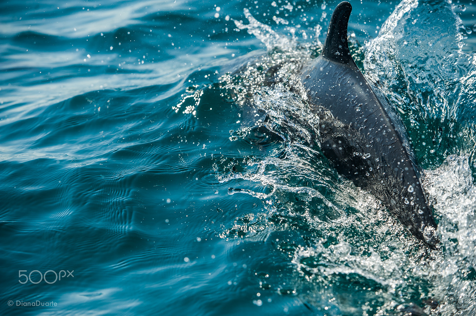 AF-S Zoom-Nikkor 80-200mm f/2.8D IF-ED sample photo. Costarica photography