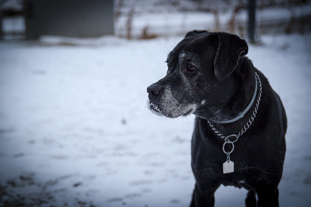 Canon EOS 500D (EOS Rebel T1i / EOS Kiss X3) sample photo. Winter gaze photography