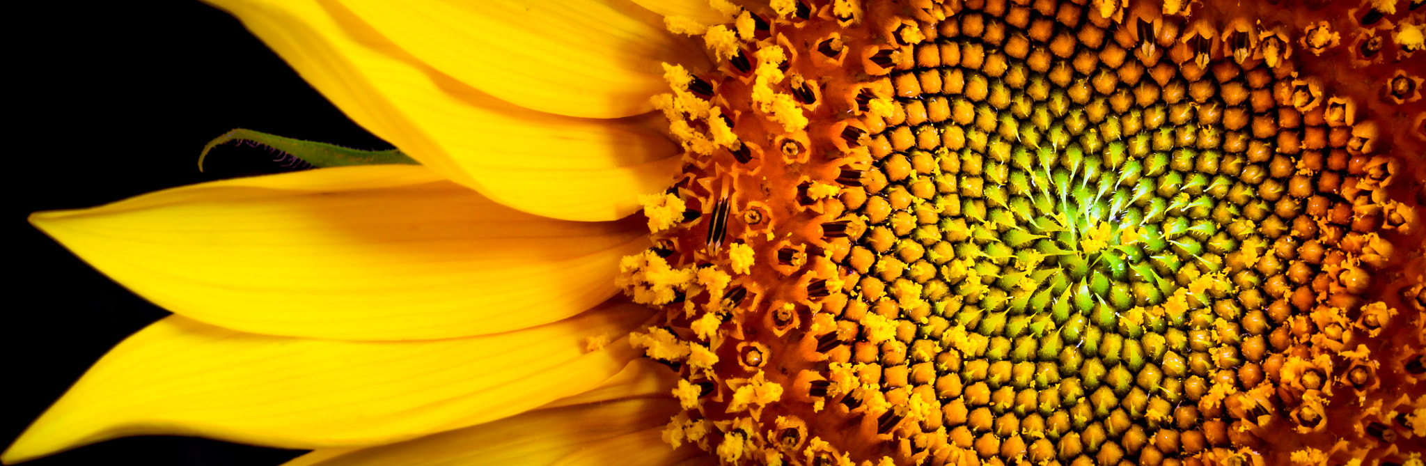 Sigma 50mm f/1.4 EX DG HSM + 1.4x sample photo. Sunflower photography