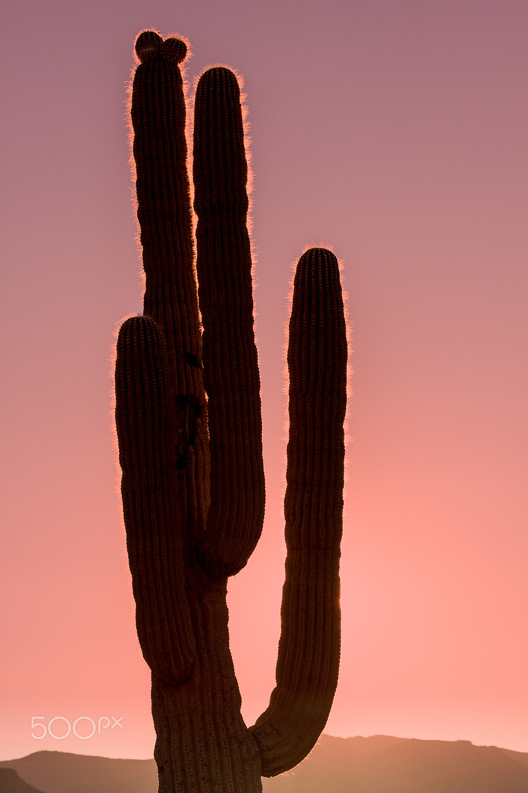 Canon EOS 50D + Canon EF 75-300mm F4.0-5.6 IS USM sample photo. Saguaro cactus in sunset photography