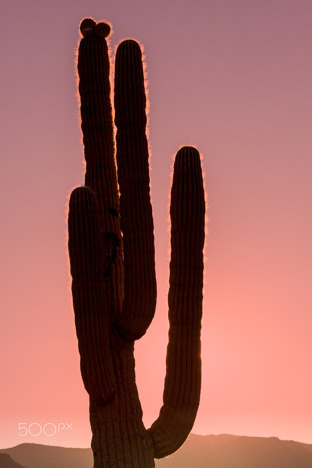 Canon EF 75-300mm F4.0-5.6 IS USM sample photo. Saguaro cactus in sunset photography