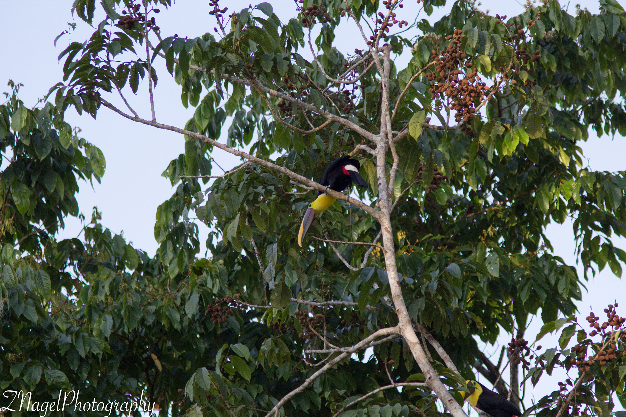 Canon EF 75-300mm F4.0-5.6 IS USM sample photo. Toucan - uvita costa rica photography