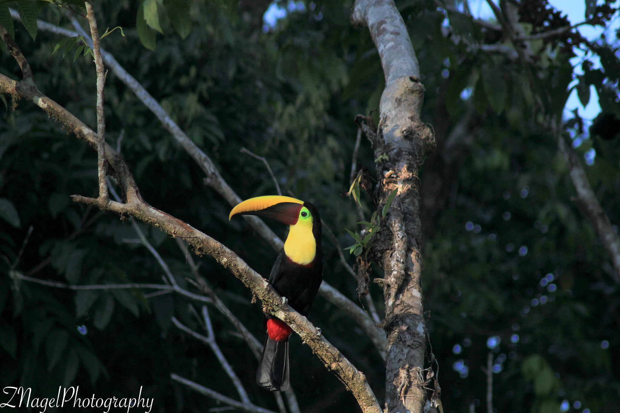 Canon EF 75-300mm F4.0-5.6 IS USM sample photo. Toucan - uvita costa rica photography