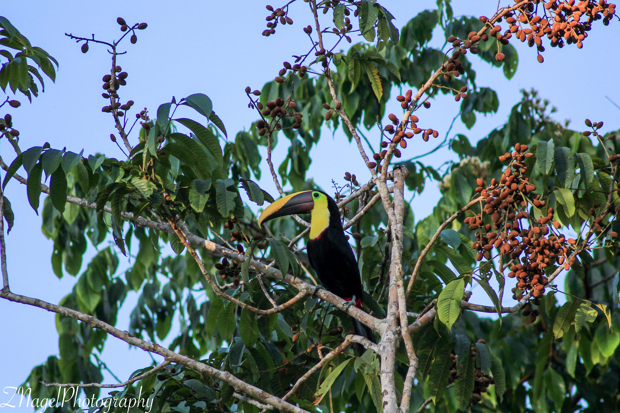 Canon EF 75-300mm F4.0-5.6 IS USM sample photo. Toucan - uvita costa rica photography