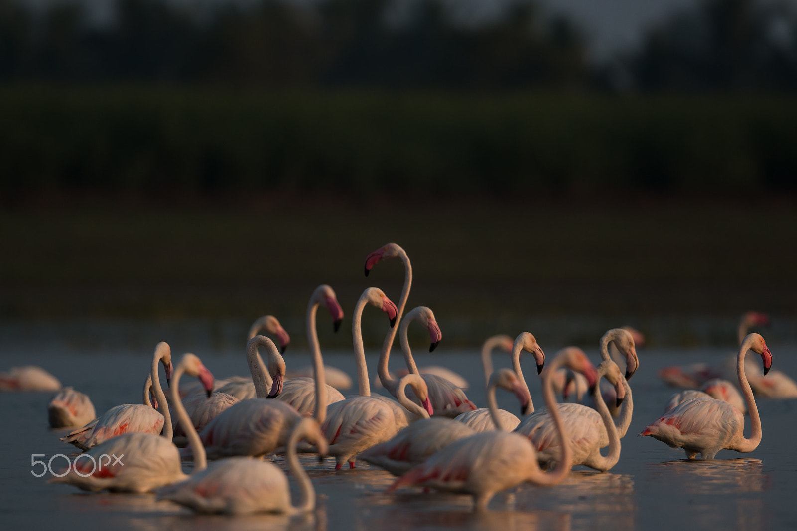 Canon EF 500mm F4L IS II USM sample photo. Flemingoes photography