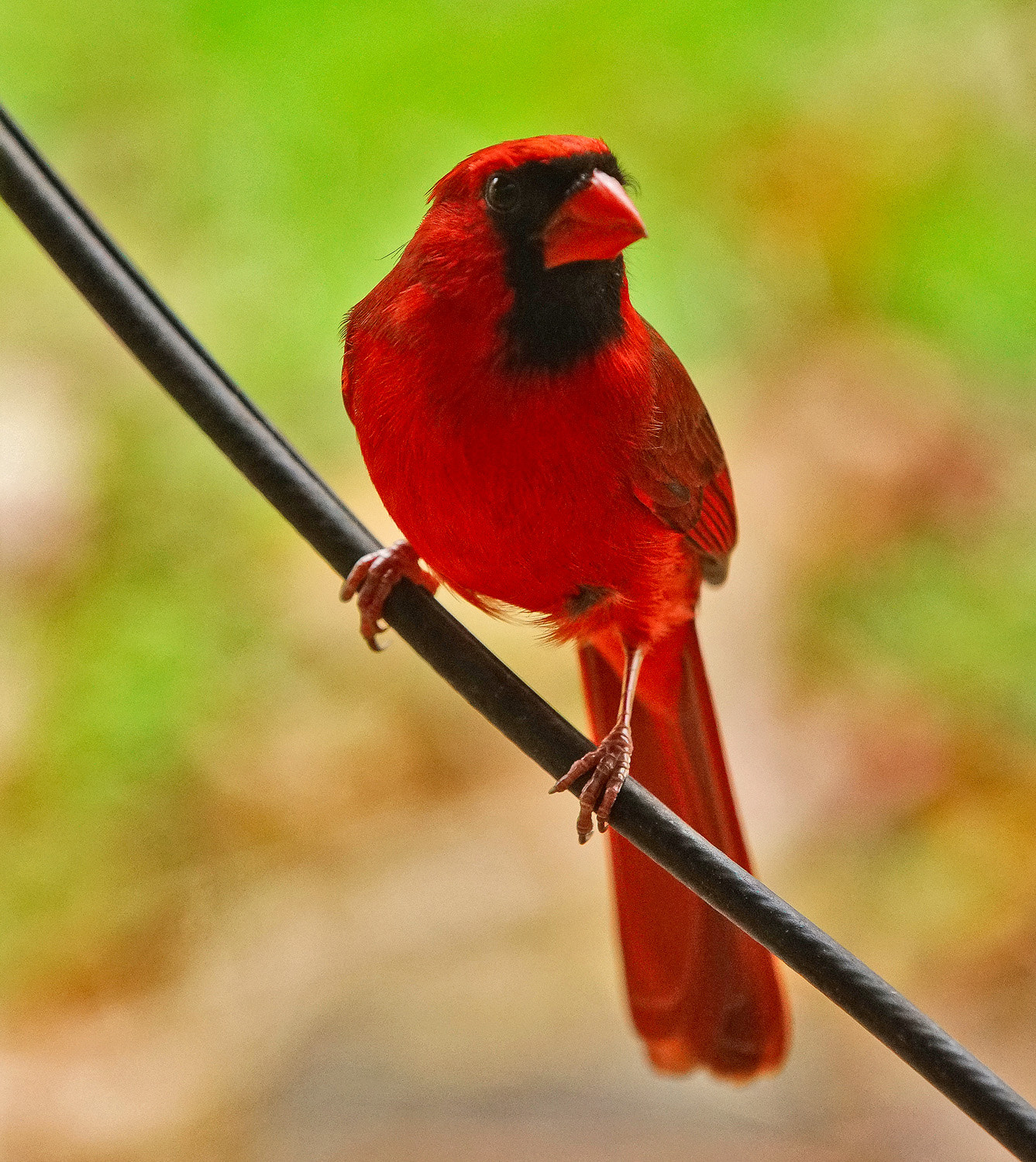 70-200mm F2.8 G SSM OSS II sample photo. Cardinal on the line photography