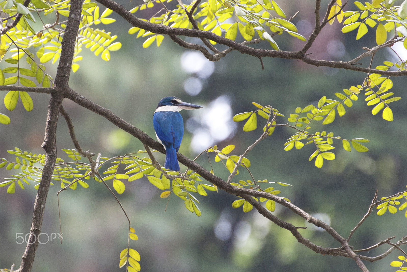 Nikon D2Hs sample photo. King fisher photography
