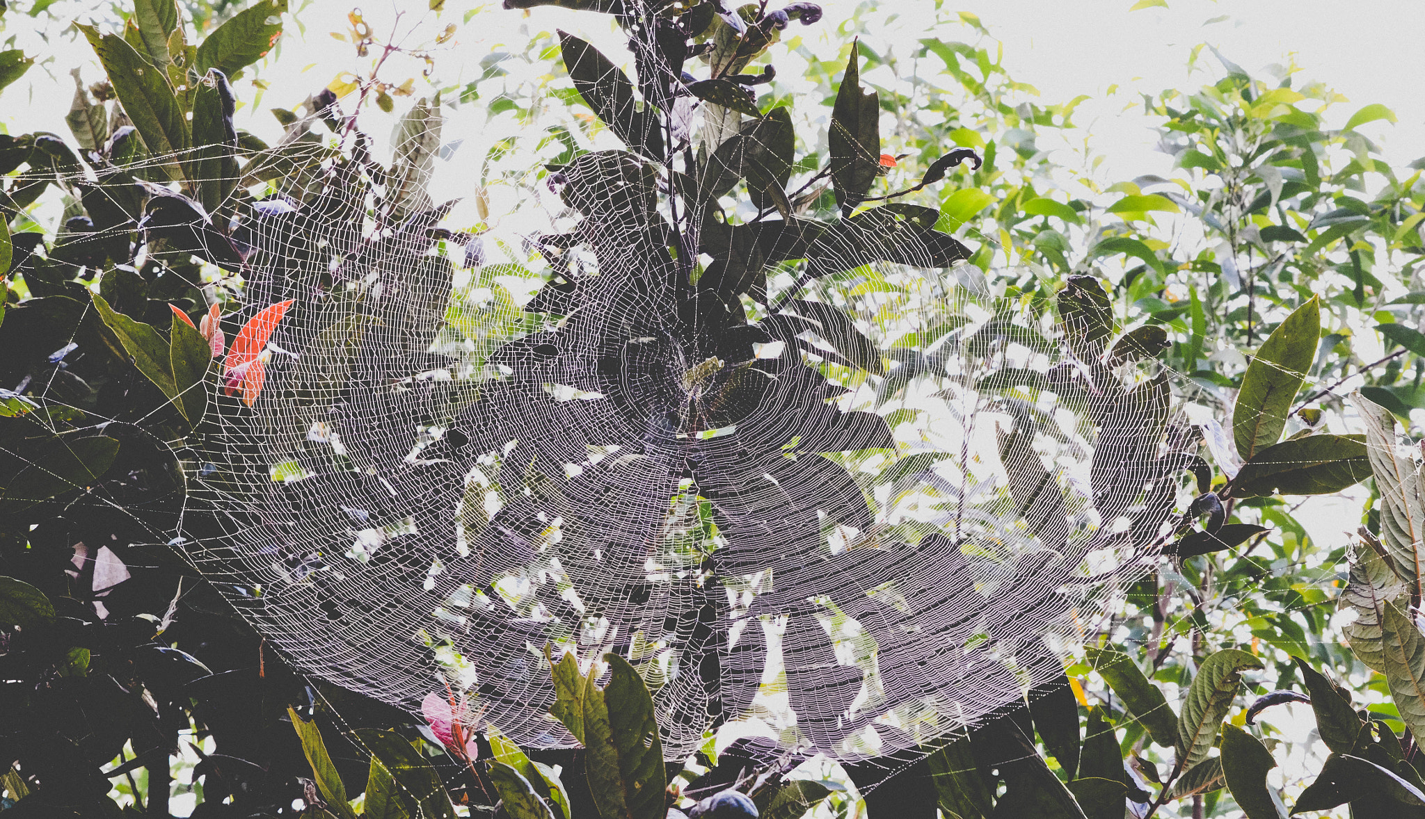 Nikon AF-S Nikkor 200-400mm F4G ED-IF VR sample photo. Orb weaver's web photography