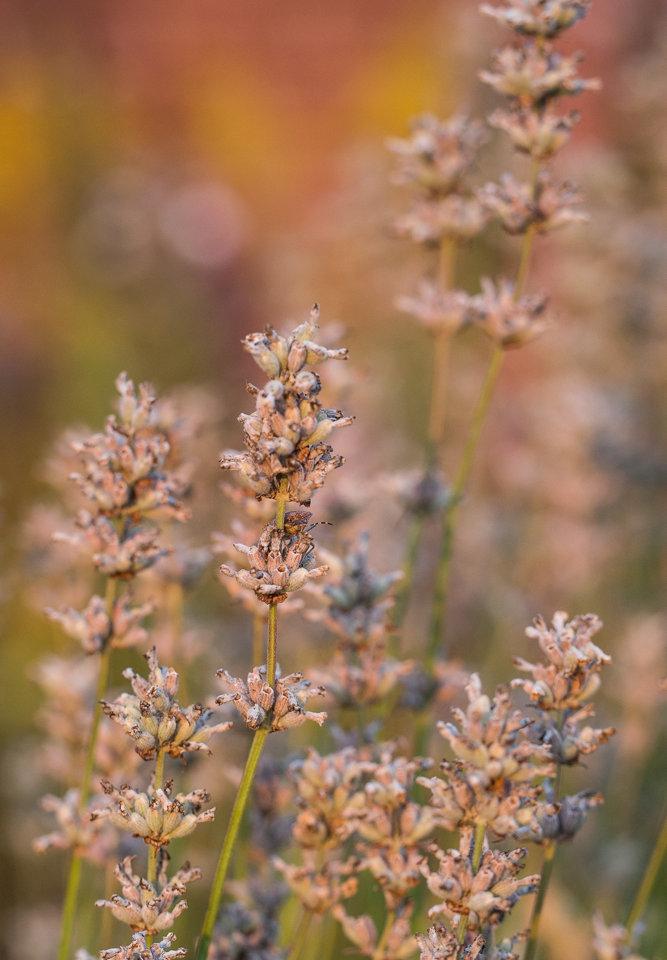 Olympus PEN E-PL5 sample photo. Lavender in the sun photography