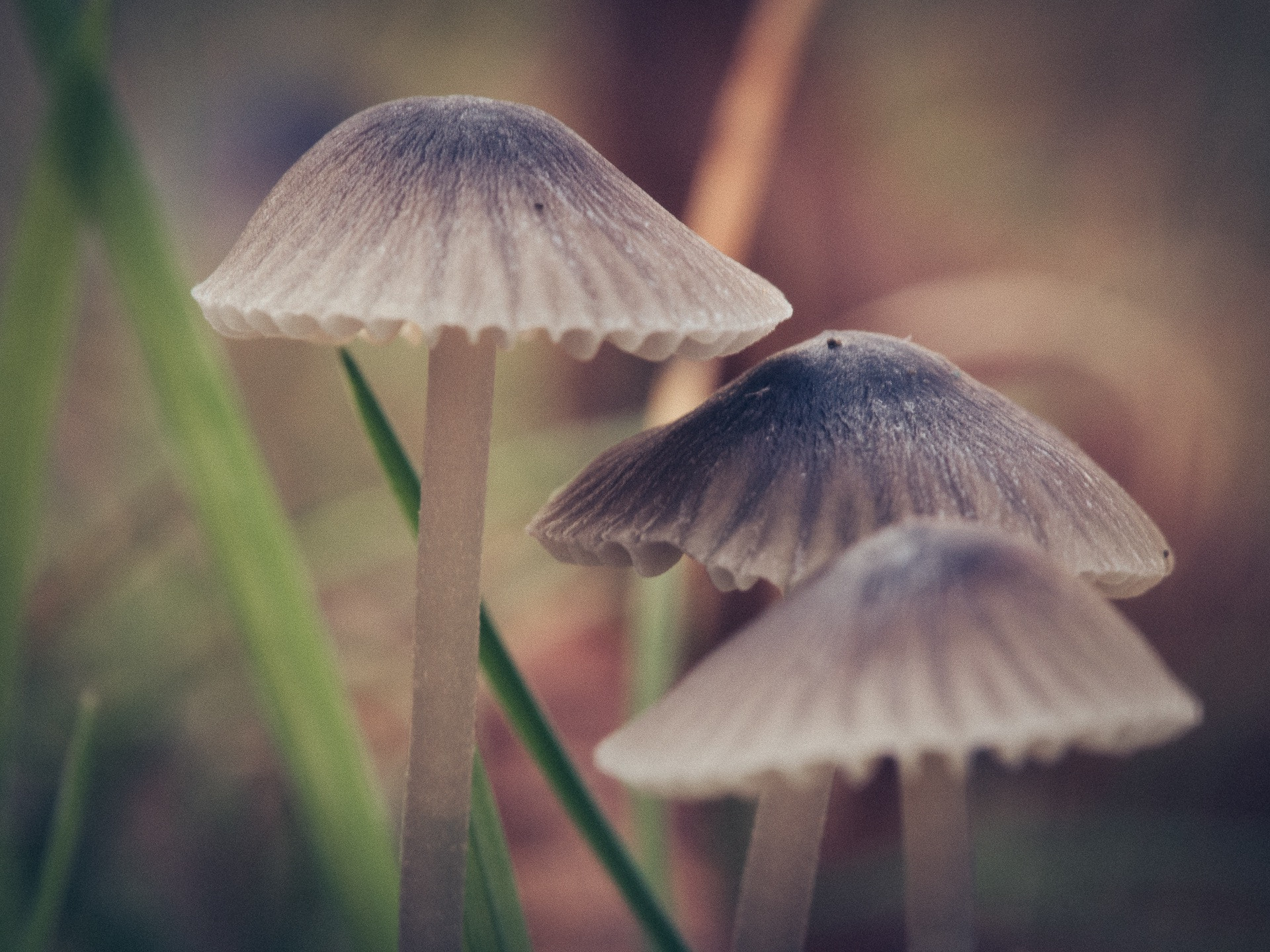Olympus PEN E-PL5 sample photo. Fungus family photography
