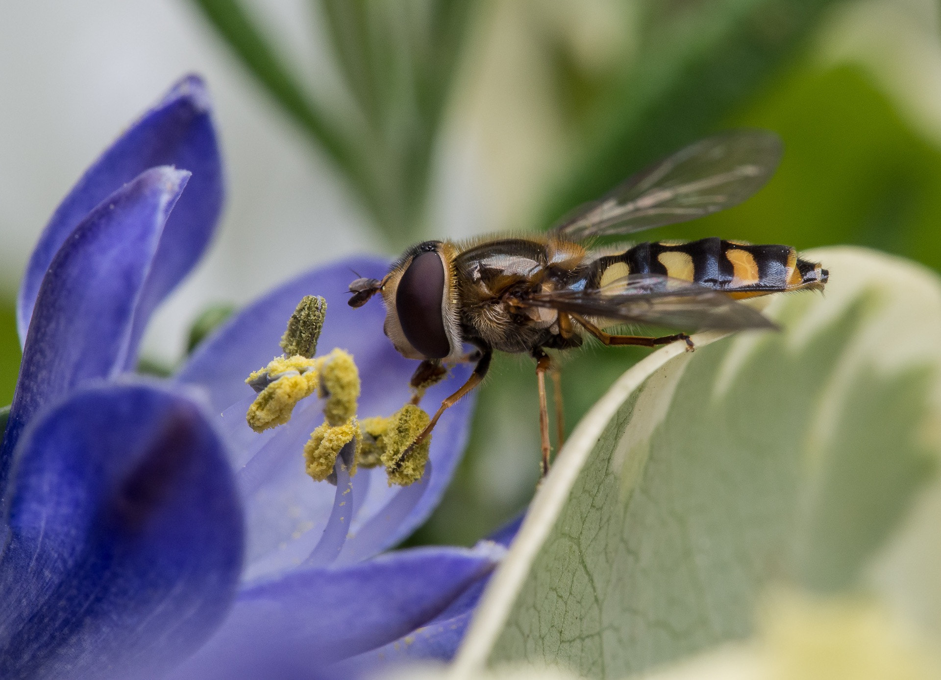 Olympus PEN E-PL5 sample photo. Agapanthus & hover fly photography