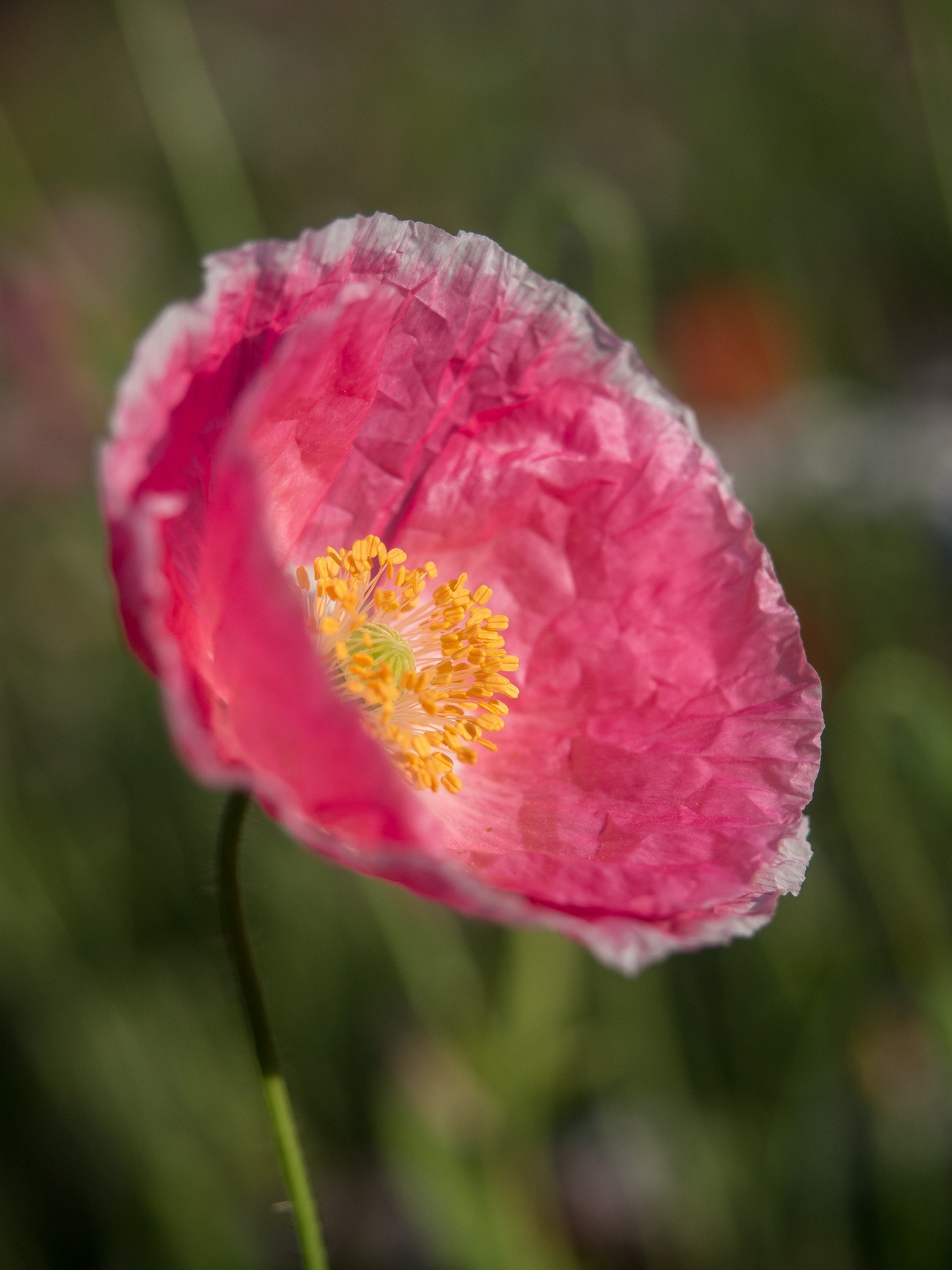 Olympus PEN E-PL5 + Olympus M.Zuiko Digital ED 12-40mm F2.8 Pro sample photo. Pink poppy photography