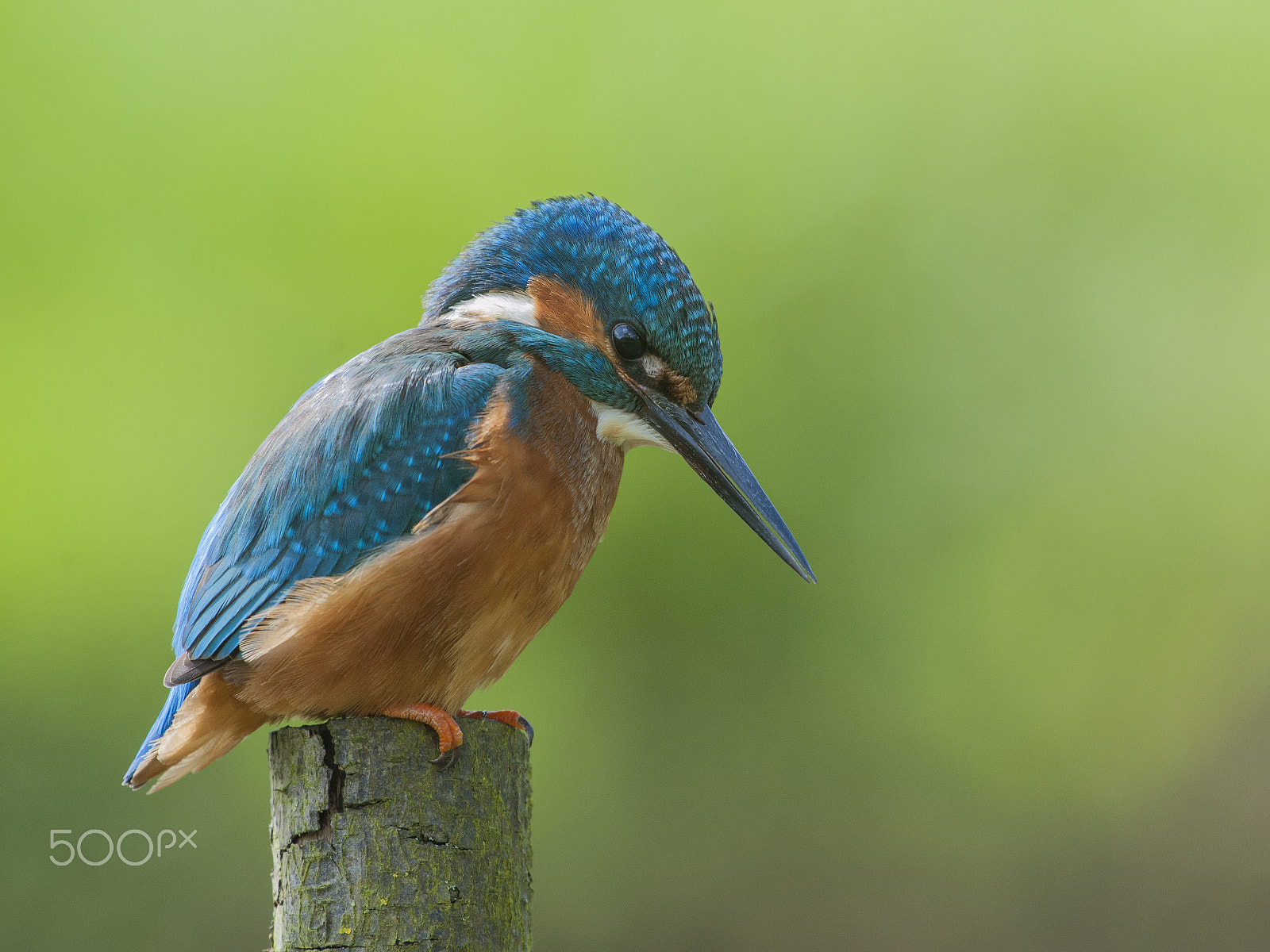 Sigma 500mm F4.5 EX DG HSM sample photo. Perching male  eurasian / common kingfisher photography