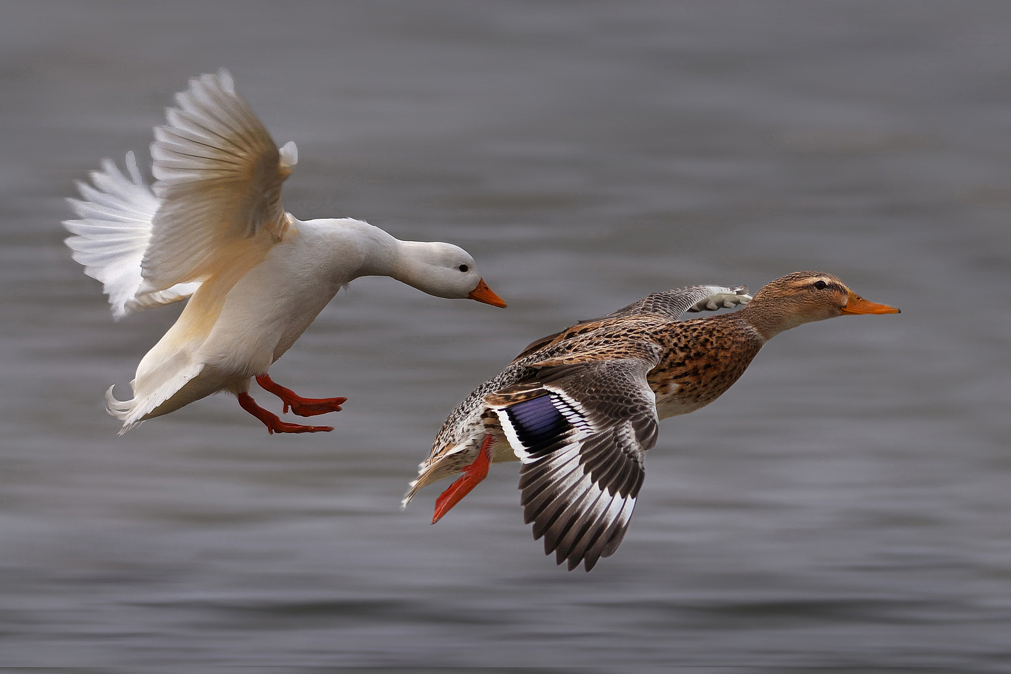 Nikon AF-S Nikkor 300mm F2.8G ED-IF VR sample photo. Landeanflug photography