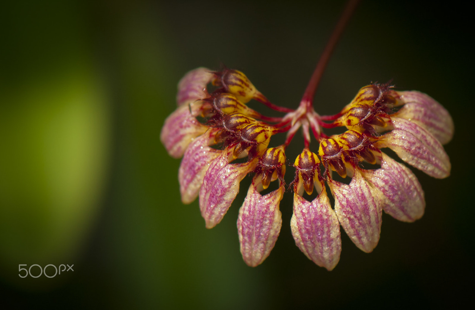 Nikon D70s + Nikon AF-S Micro-Nikkor 105mm F2.8G IF-ED VR sample photo. An orchid photography