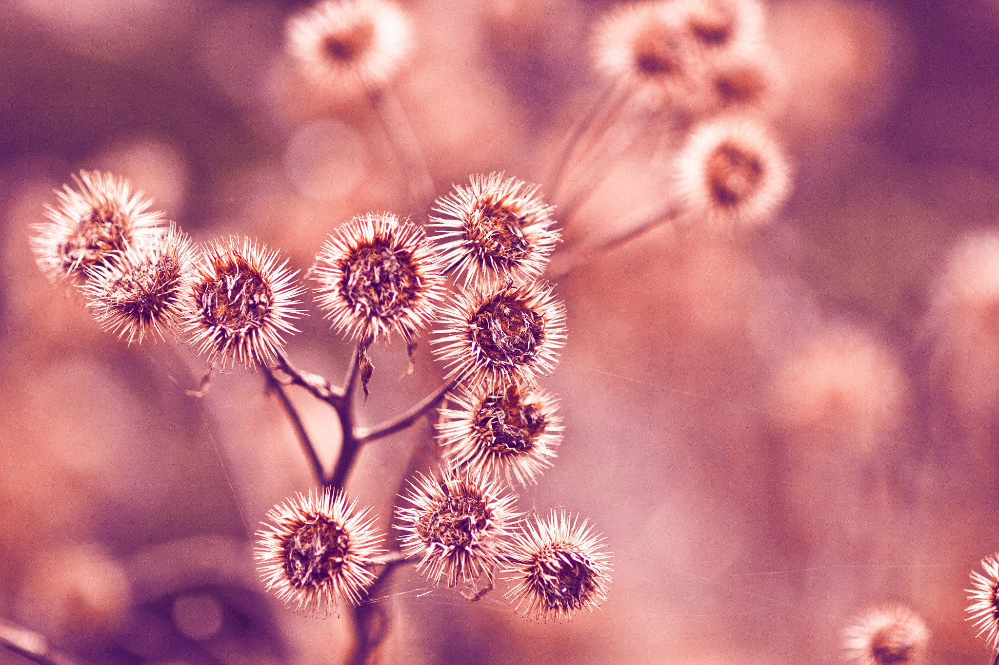 Canon EOS 550D (EOS Rebel T2i / EOS Kiss X4) + Canon EF 135mm F2L USM sample photo. Thistles photography