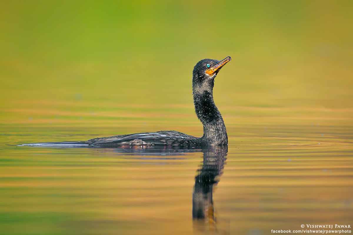 Canon EF 600mm F4L IS II USM sample photo. Emerald eyed photography
