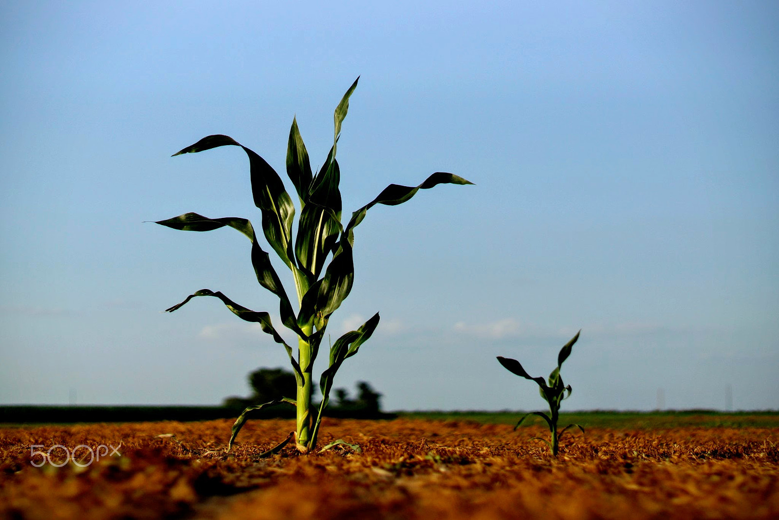 Sony SLT-A77 + Sony 50mm F1.4 sample photo. Close up of two corn plants isolated photography