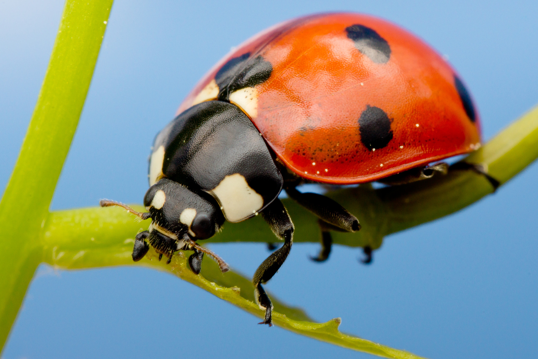 Sony Alpha NEX-7 + 40mm F2.8 OSS sample photo. Seven-spot ladybird photography