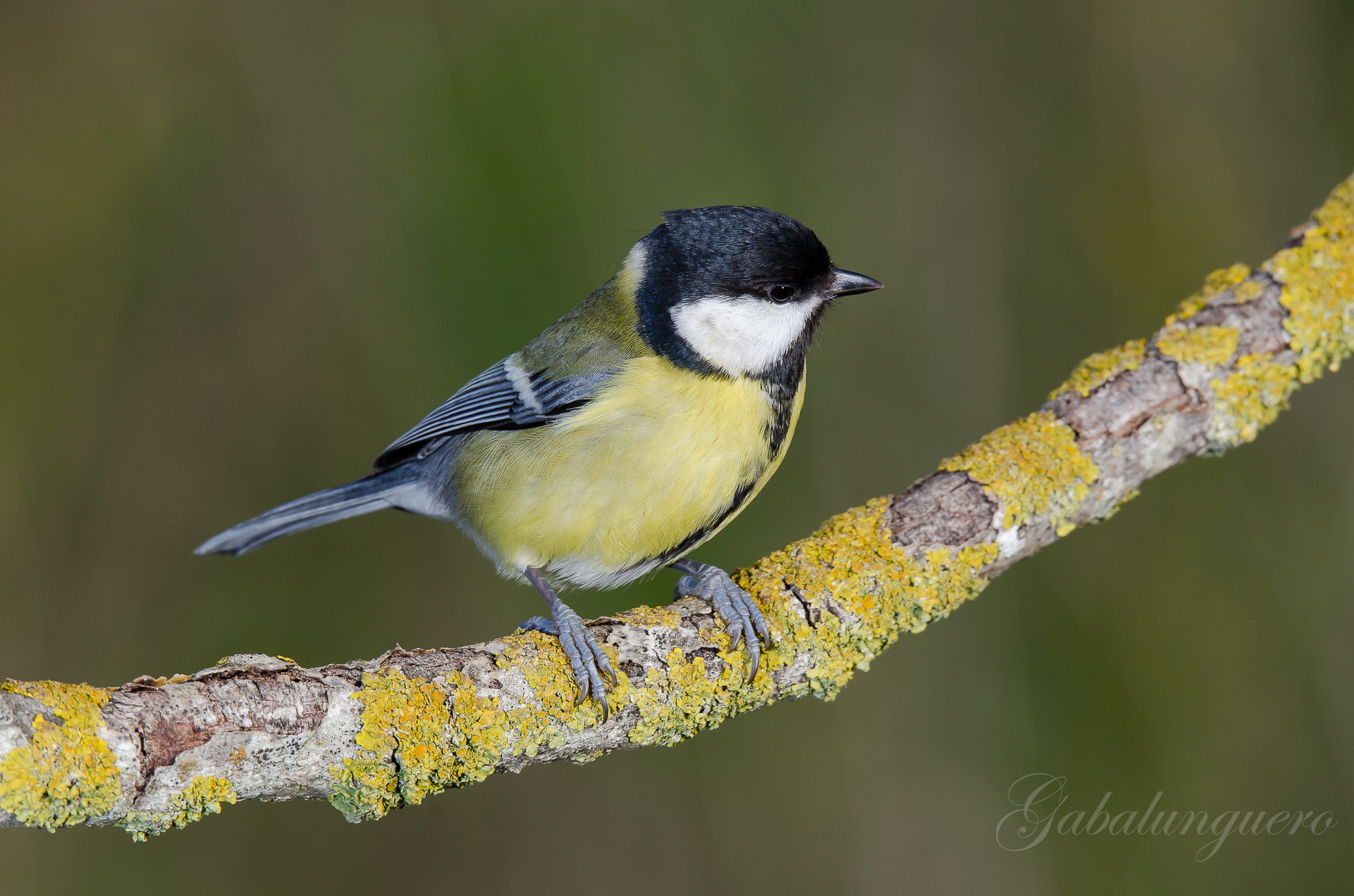 Sigma 150-600mm F5-6.3 DG OS HSM | S sample photo. Carbonero comun (parus major) photography