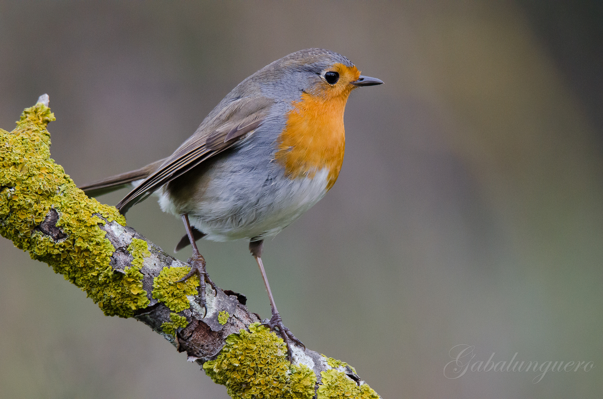 Sigma 150-600mm F5-6.3 DG OS HSM | S sample photo. Petirojo europeo (erithacus rubecula) photography