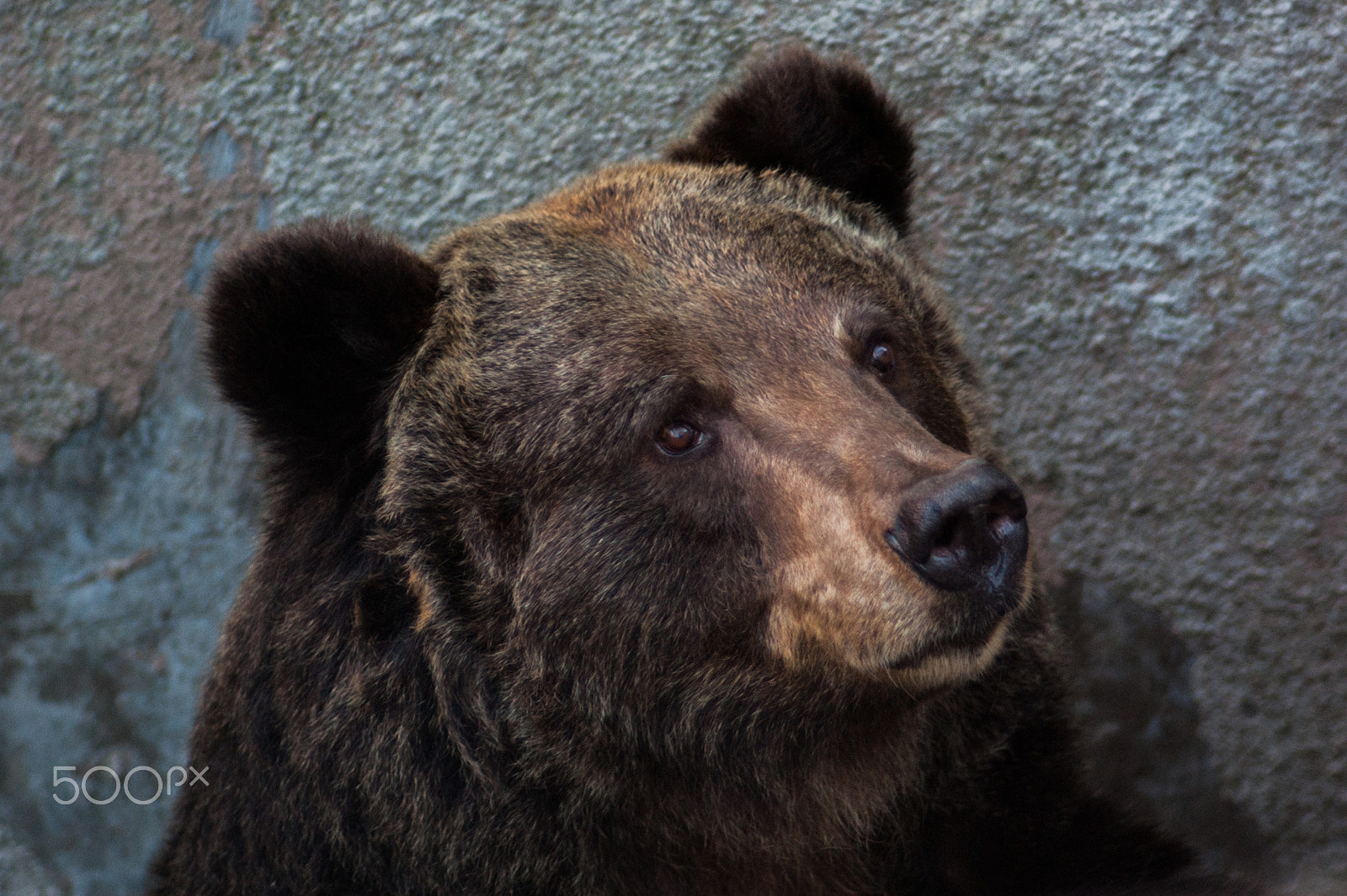Sony Alpha DSLR-A200 + Minolta AF 50mm F1.7 sample photo. Nastya the bear photography