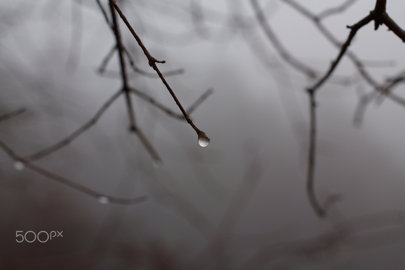 Canon EF 40mm F2.8 STM sample photo. Drops in the fog photography