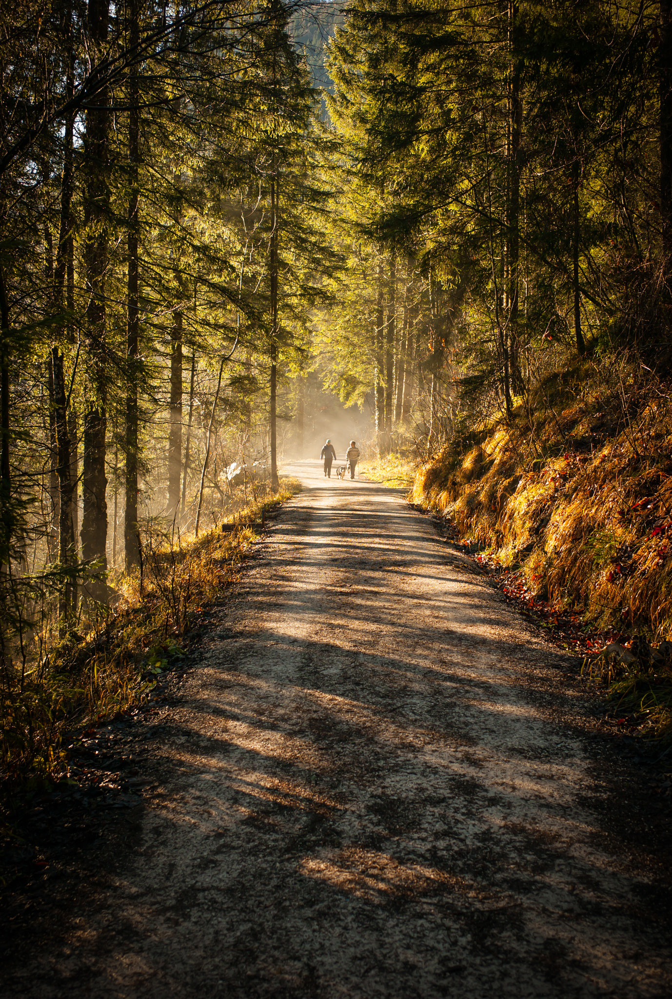 Leica Elmarit-M 28mm F2.8 ASPH sample photo. A walk in the woods photography