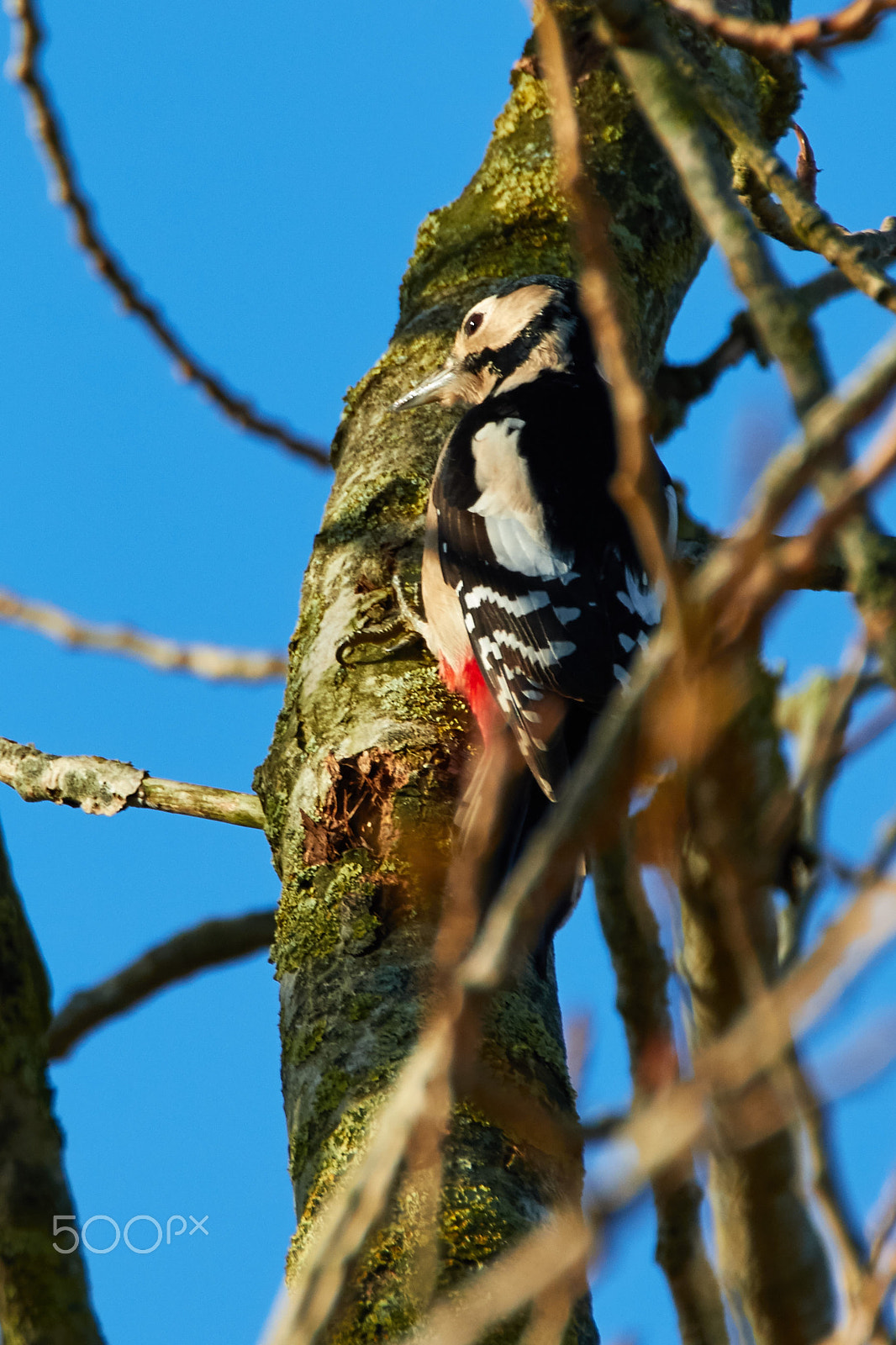 Canon EOS 7D Mark II + Tamron SP 150-600mm F5-6.3 Di VC USD sample photo. Greylake great spotted woodpecker photography