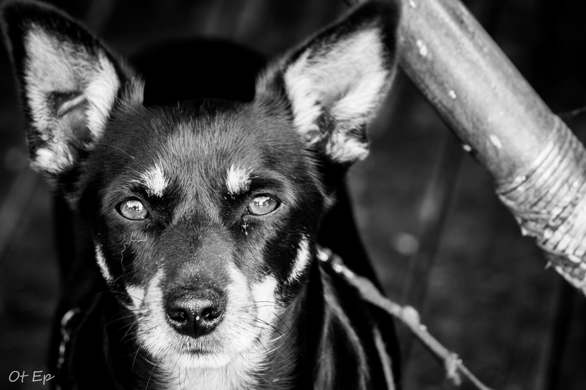 Canon EOS M sample photo. Bad dog photography