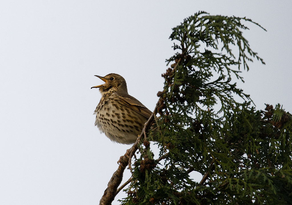 Nikon AF-S Nikkor 600mm F4D ED-IF II sample photo. Song thrush photography